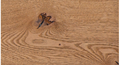 Warm Oak Engineered Wood Flooring